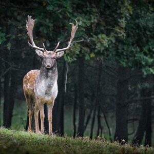 Deer 1