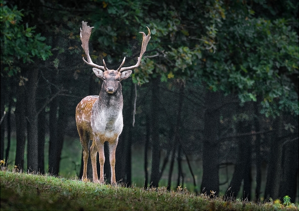 Deer 1
