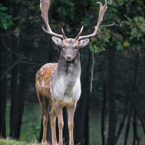 Deer 1