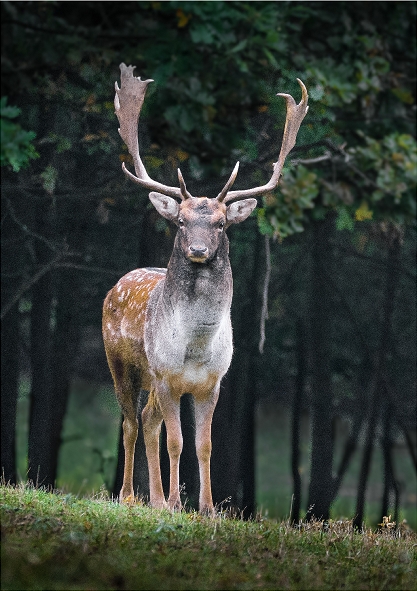 Deer 1