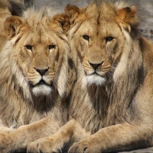 Lions