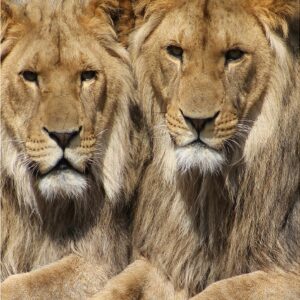 Lions