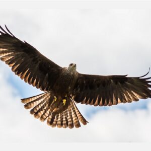 Red Kite in Flight