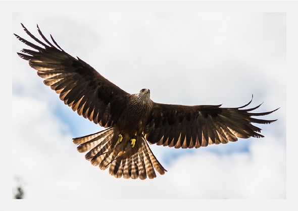 Red Kite in Flight