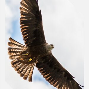 Red Kite in Flight