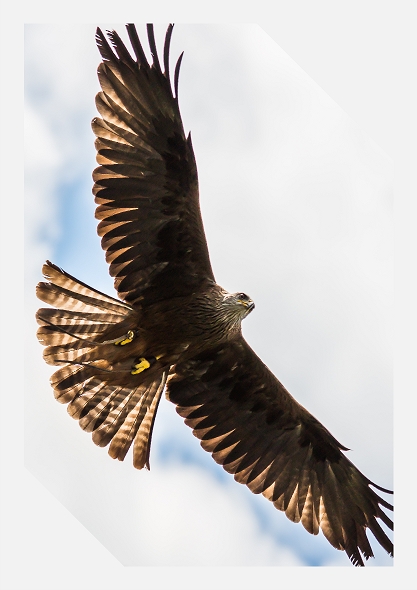 Red Kite in Flight