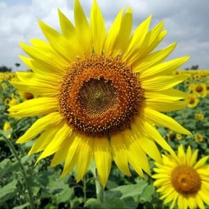 Sunflower Field