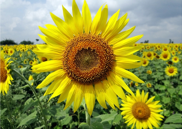 Sunflower Field