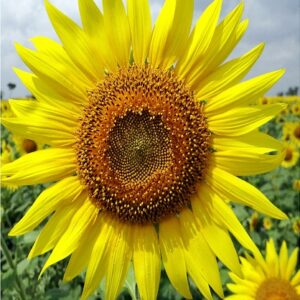 Sunflower Field