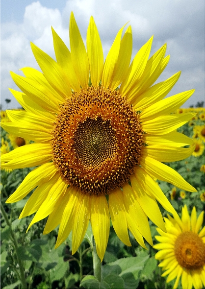 Sunflower Field