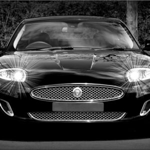 Jaguar in Black and White