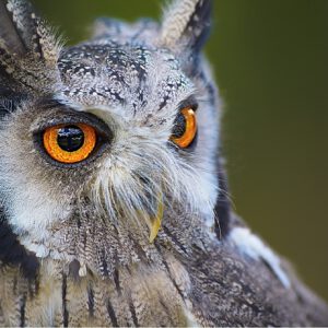 Owl Portrait