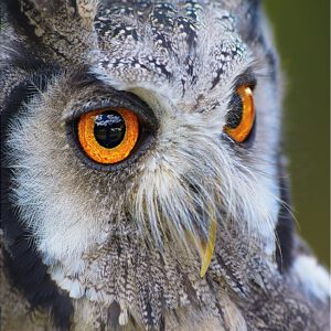 Owl Portrait