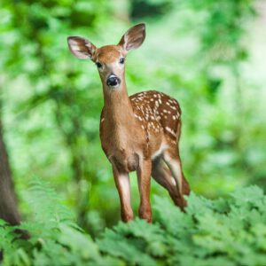 Deer Fawn in Forest