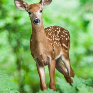 Deer Fawn in Forest
