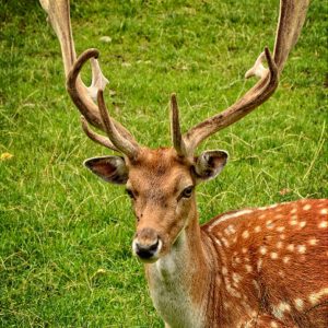 Stag with Antlers