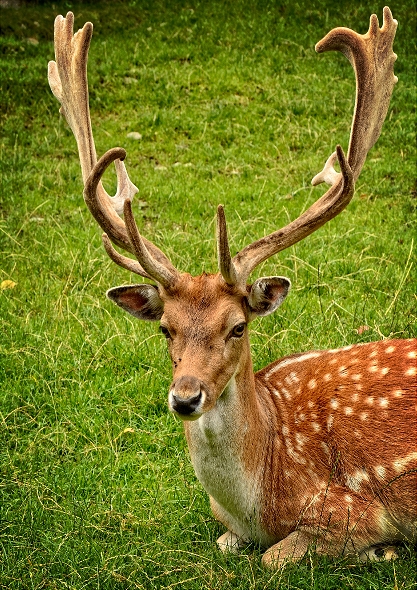 Stag with Antlers