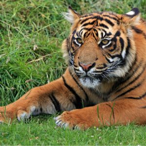 Tiger Resting