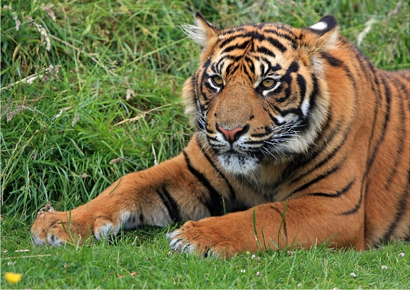 Tiger Resting