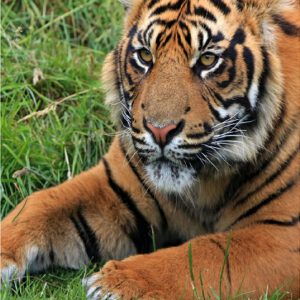 Tiger Resting