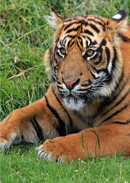 Tiger Resting